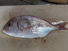 マダイの釣果