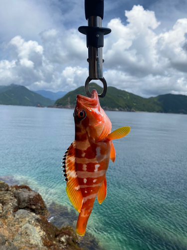 アカハタの釣果