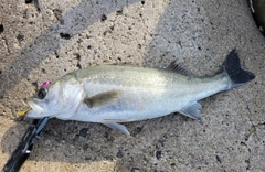 シーバスの釣果