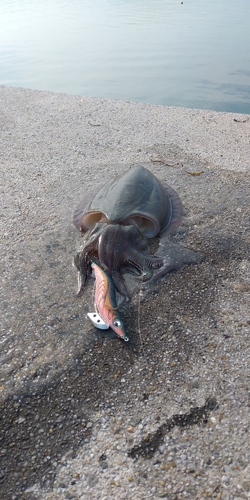 モンゴウイカの釣果