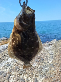 ヒラメの釣果