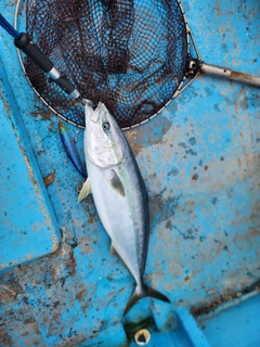 ブリの釣果