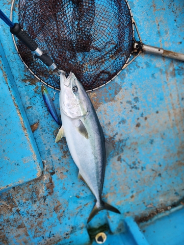 ブリの釣果