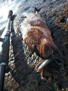オオモンハタの釣果