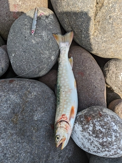 アメマスの釣果