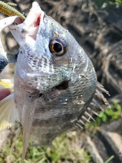 キビレの釣果