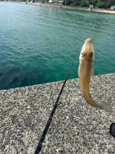 キスの釣果