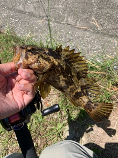 タケノコメバルの釣果