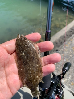 タケノコメバルの釣果