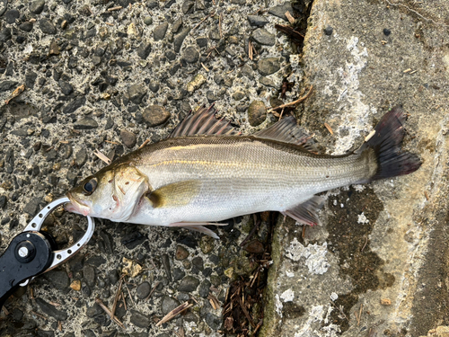 セイゴ（タイリクスズキ）の釣果