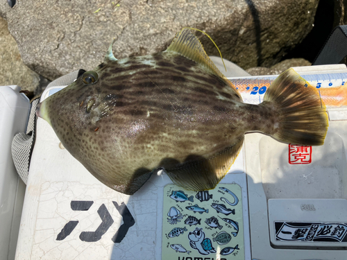 カワハギの釣果