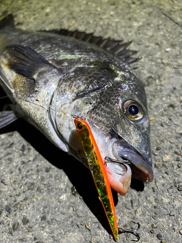 クロダイの釣果