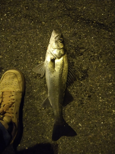 セイゴ（ヒラスズキ）の釣果