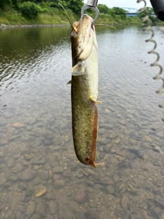 ナマズの釣果