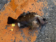 エゾメバルの釣果