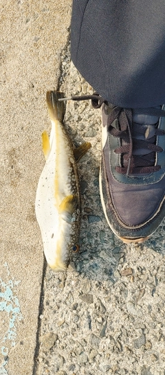 アカメフグの釣果