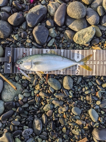 ワカシの釣果