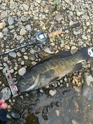 スモールマウスバスの釣果