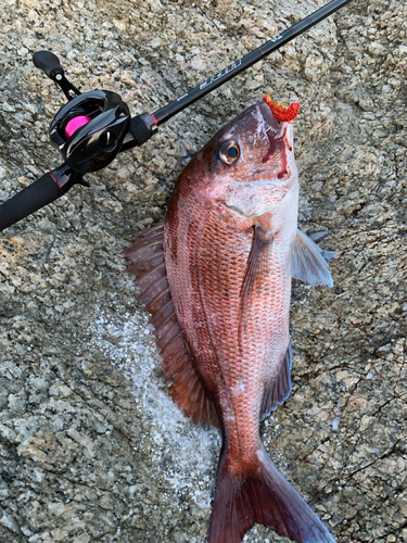 マダイの釣果