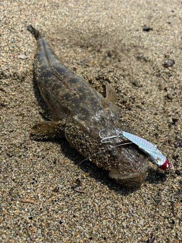 マゴチの釣果