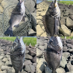 クロダイの釣果