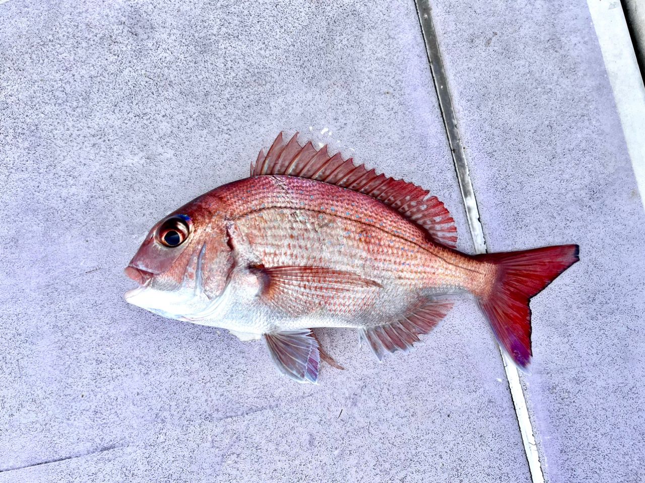 JACKALL 鯛夢 TM-S245MH-STの最安値・インプレ・釣果 | 本音の口コミが