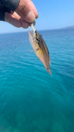 ネンブツダイの釣果