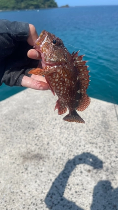 カサゴの釣果