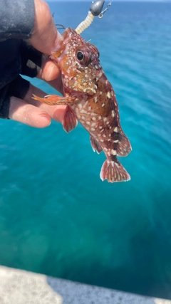 カサゴの釣果