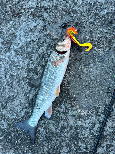 ウグイの釣果