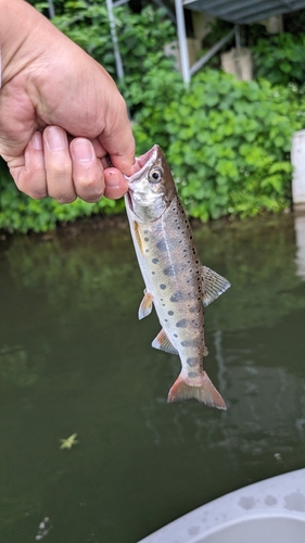 ヤマメの釣果