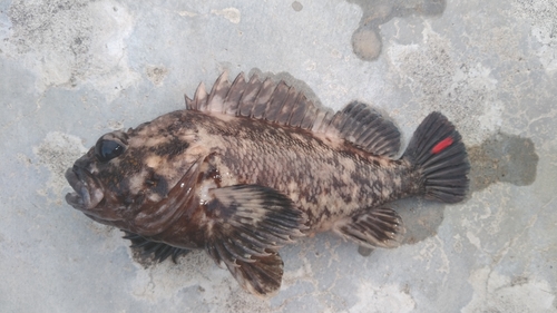 オウゴンムラソイの釣果