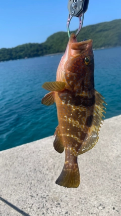 キジハタの釣果