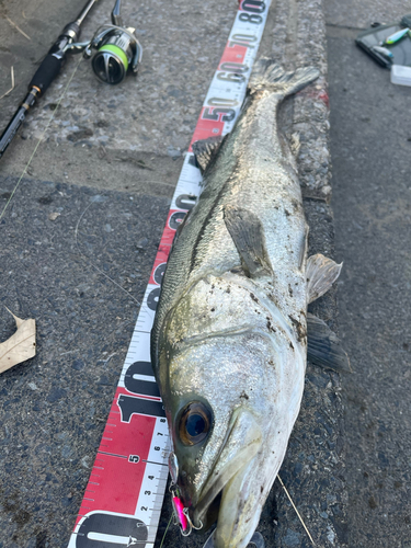 シーバスの釣果