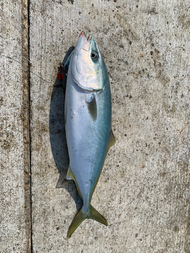 イナダの釣果