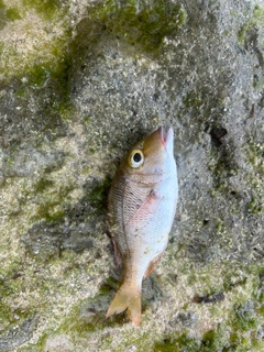 クチナジの釣果