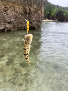 エソの釣果