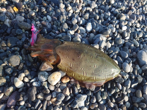 モンゴウイカの釣果