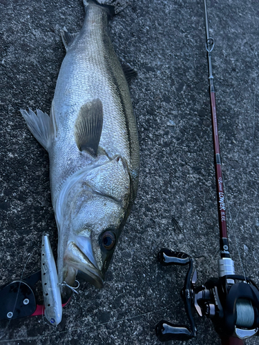 シーバスの釣果