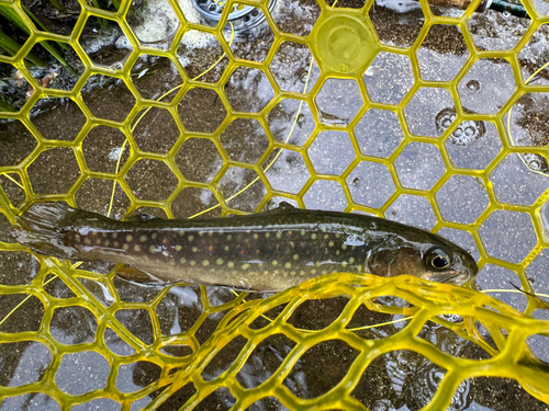 ブルックトラウトの釣果