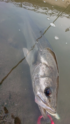 マルスズキの釣果