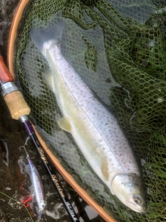 ブラウントラウトの釣果