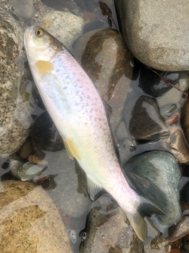 ブラウントラウトの釣果