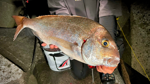 タイの釣果