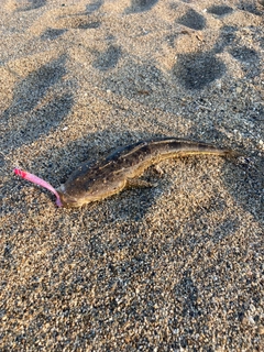 マゴチの釣果