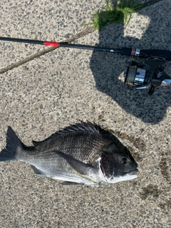 チヌの釣果