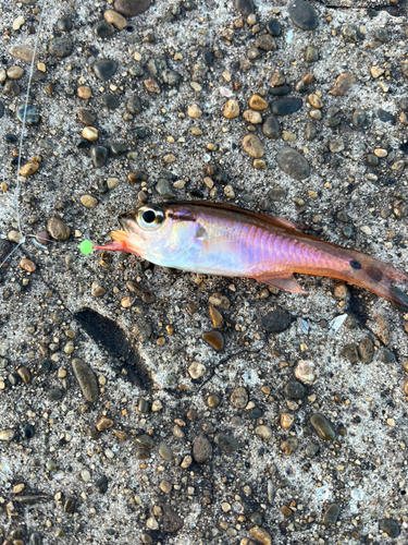 ネンブツダイの釣果