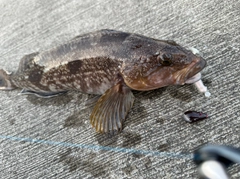 アイナメの釣果