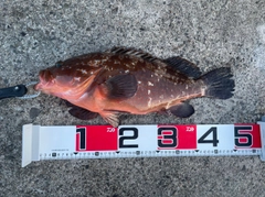 キジハタの釣果