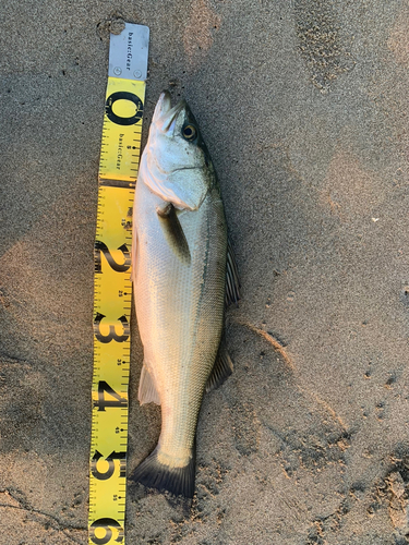 網代浜海水浴場